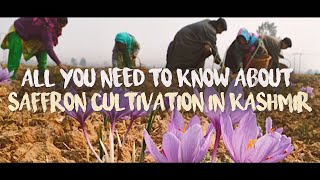 All You Need To Know About Saffron Cultivation In Kashmir [upl. by Ashbaugh]