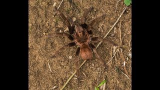 Acanthoscurria antillensis in the wild  Martinique   4k [upl. by Willabella]