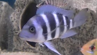 Purple Moba Frontosa Cichlid  Gibberosa cichlids from Moba Lake Tanganyika [upl. by Etnahsal]