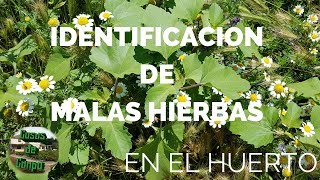 Identificar malas hierbas en el huerto o jardín en verano [upl. by Terr712]