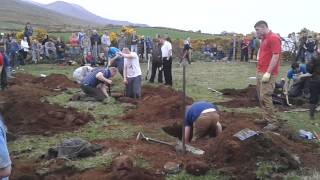 Mourne lurcher and terrier show digging competitio [upl. by Tobit54]