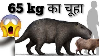 Biggest Rat In The World 😱 😱 😱  arvindarora shortvideo [upl. by Kielty]