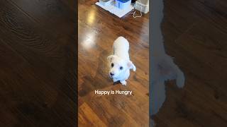 Poppy the beagle trying to take Happy the maltipoos food hungrydogs happypoppy [upl. by Tallie]