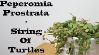 Peperomia Prostrata  Care and Propagation [upl. by Isyed568]