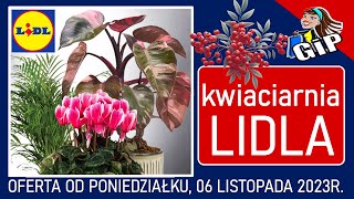 LIDL  Nowa Oferta od Poniedziałku 06112023  Kwiaciarnia Lidla  Tanie Kwiaty [upl. by Ttsepmet]