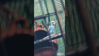 shorts vorer pakhi bangali song🍂🪴🍁🦜🦜🦜🦜🕊️🕊️ [upl. by Noivert]