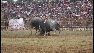 Vietnam celebra festival de pelea de búfalos de agua pese a críticas [upl. by Roselin]