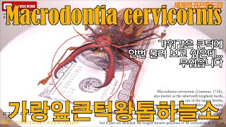 039 Macrodontia cervicornis 가랑잎대왕톱하늘소 [upl. by Suiramed]