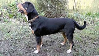 Dog Breed Video Entlebucher Mountain Dog [upl. by Anel]