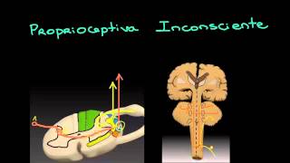 3 Vias da sensibilidade parte 2 [upl. by Appolonia]