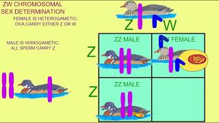 Haldanes rule sterility in interspecific hybrids affects the heterogametic gender [upl. by Samal]