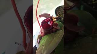 All my Nepenthes garden houseplantplants nepenthes carnivorousplant [upl. by Retsevlis]