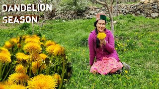 Dandelion Season Apple Blossom In Kinnaur HP Health Benefits Of Dandelion [upl. by Gauldin]