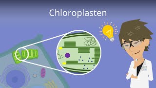 Chloroplasten  Aufbau einfach erklärt [upl. by Monro]