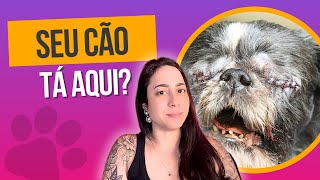 VETERINÁRIOS FALAM AS 6 RAÇAS COM MAIS DOENÇAS [upl. by Basilius945]