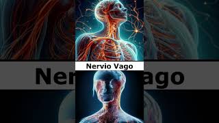 🧠Nervio Vago🧠 [upl. by Jolda793]