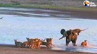 Young Elephant Fights Off 14 Lions [upl. by Nevad]