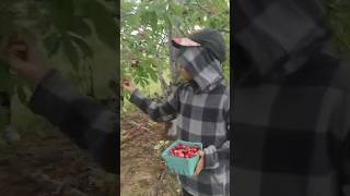 Cherry picking at Wolfville…awesome view [upl. by Liebman]