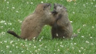 Groundhogs  about a minute of wild woodchucks fighting  whistle pigs wildlife wildanimals [upl. by Arihaj]