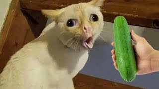 Cat vs Cucumbers Reaction  Cats scared of Cucumbers Compilation  Funny Video 2023 [upl. by Rheinlander]