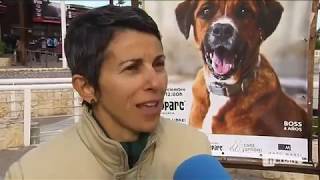 Noticias CUATRO quotDesfile solidario en BIOPARC Valencia para promover las adopciones de perrosquot [upl. by Ecnaralc249]