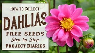 ★ How to Collect Dahlia Seeds 2 Tips Works for ALL Flowers [upl. by Urian]