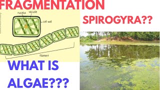 Fragmentation in Spirogyra  Fragmentation in ponds  Fragmentation class 7th  DARSHAN CLASSES [upl. by Koball]