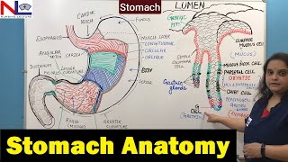 Stomach Anatomy  Digestive System  GI Tract  Nursing Lecture [upl. by Bud21]