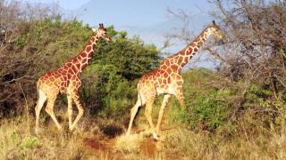 Reticulated Giraffes in Meru National Park Kenya [upl. by Mulderig]