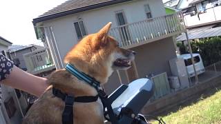 自転車を買い自転車に乗る犬（柴犬コロスケ）キャノンデール ＣＵＪＯ [upl. by Naivaj752]