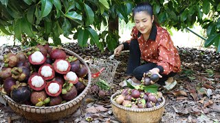 Harvest Mangosteen from grandmother back yard  Yummy mangosteen  Cooking with Sreypov [upl. by Cruz908]