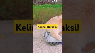 Kelinci Hebat Aksi Luar Biasa Naik Sepeda Motor Mini 🚴🐇 [upl. by Nyliahs197]