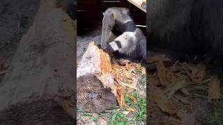 Giant anteater trendingshorts sciance fact [upl. by Ahsiyn434]