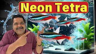 SHOCKING Reasons Why NEON TETRA is the MOST POPULAR Schooling Fish 4k [upl. by Irene]