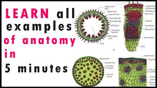 Biology Bytes SHORT TRICKSPlant Anatomy NEET 2020JIPMERAIIMS [upl. by Astera]