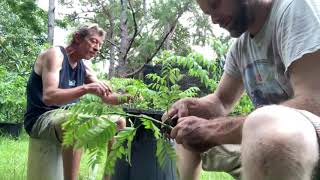 Spondias purpurea cuttings Purple Mombin [upl. by Kirkwood507]