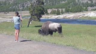 Idiot Tourons Standing Next To A Bison On The Fairy Falls Trail In Yellowstone [upl. by Aicinod]