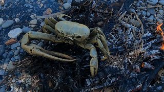 SOLO HUNTING JAMAICA DEADLIEST CROCODILE INFESTED MANGROVE SWAMPS FOR FOOD CRAB COOK ON OPEN FIRE [upl. by Rowe]