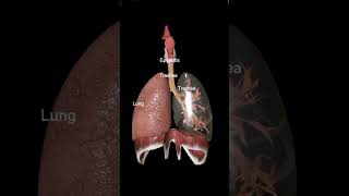 Respiratory system 🫁  The Health Guide  shorts 💕 respiration respiratorysystem medical yt [upl. by Attehcnoc]