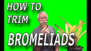 How To Trim Bromeliads [upl. by Meeharb395]