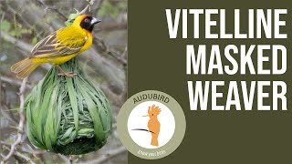 Vitelline MaskedWeaver africanbirds birds birding [upl. by Eam199]