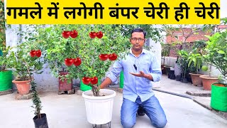 गमले में लगेगी बंपर चेरी ही चेरी  कब कौन सी खाद दें Cherry Plant Care Tips [upl. by Atiluj]