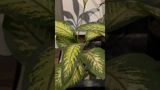 Indoor plants decoration ideas 🪴plants indoorplants homegarden indoorplantlover gardening [upl. by Margarete]