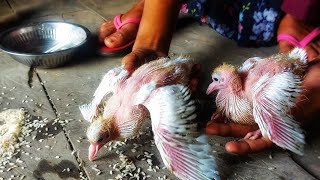 pets pigeon baby feeding video [upl. by Polard]