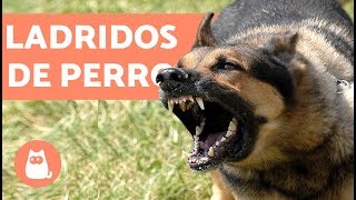 Ladridos de Perro  Muy bueno barking dogs [upl. by Aevin]