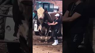 Braford viralvideo cow youtubeshorts cholistanibachrequrbani2024 [upl. by Eudoca]