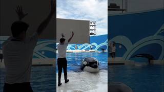 Why did this boy make the dolphin itch shorts shortvideo [upl. by Juno]