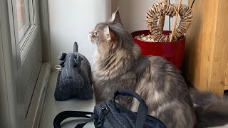 Maine Coon Cat Talking To Birds [upl. by Tate]