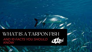 What Is A Tarpon Fish And 10 Facts You Should Know [upl. by Ahsieker]