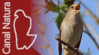 Ruiseñor común Luscinia megarhynchos Common Nightingale 4K [upl. by Hnahk]